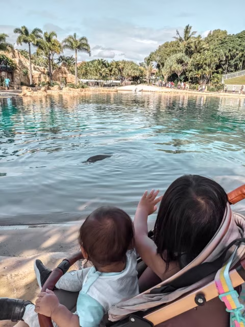 Sea World Resort Review Gold Coast Family Guide Dolphin Encounter Theme Parks Australia Travel Blog Kida