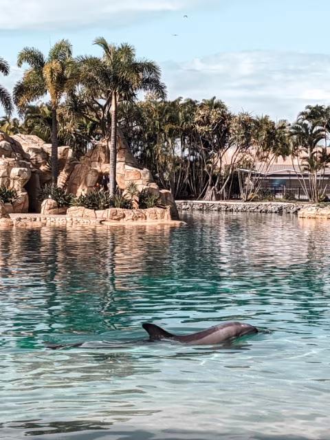 Sea World Resort Review Gold Coast Family Guide Marine Park Dolphin Show Theme Parks Australia Travel Blog Kida