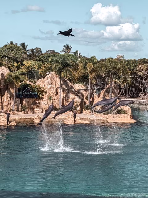 Sea World Resort Review Gold Coast Family Guide Marine Park Dolphin Theme Parks Australia Travel Blog Kida