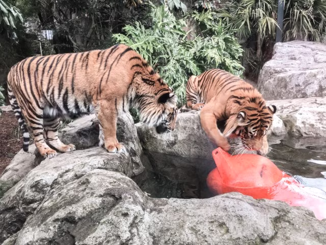 Things To Do in Hamilton Zoo Tiger New Zealand Family Travel Blog Kida