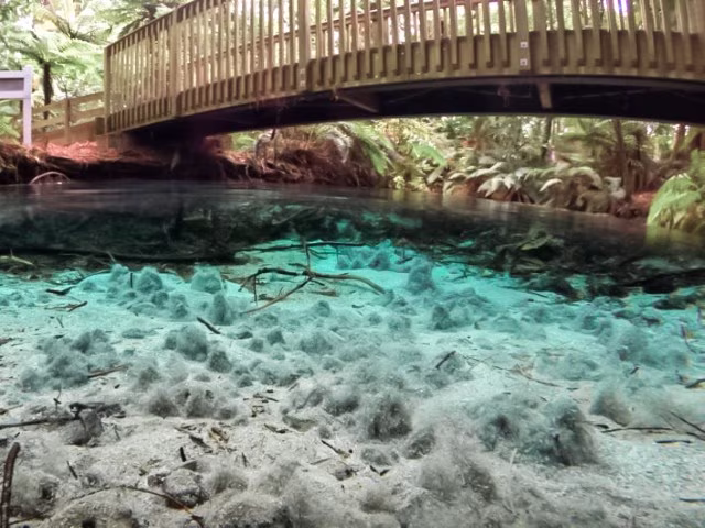 Things To Do in Rotorua New Zealand Hamurana Springs Travel Blog Kida