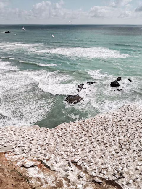Waitakere Ranges Regional Park New Zealand Gannets Colony Beach Travel Blog Kida