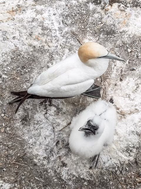 Waitakere Ranges Regional Park New Zealand Muriwai Gannet Colony Travel Blog Kida