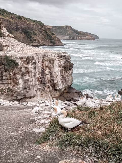 Waitakere Ranges Regional Park New Zealand Muriwai Gannets Bird Family Travel Guide Kida