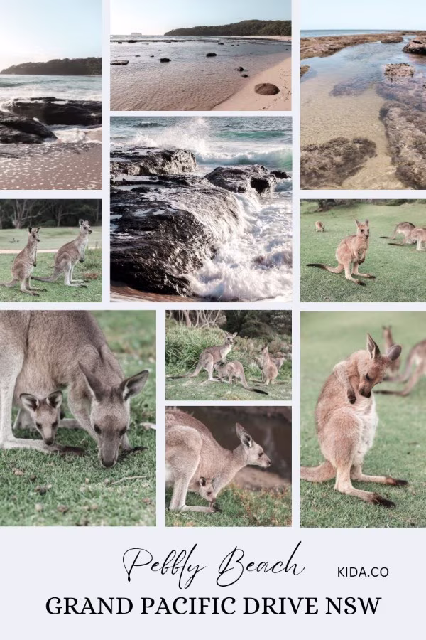 Grand Pacific Drive NSW Sydney Itinerary Pebbly Beach Travel Blog Kida Featured