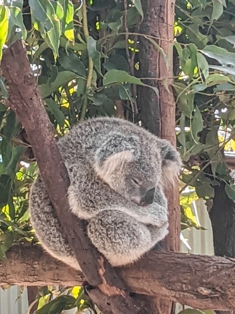 Koala at Symbio Wildlife Park Grand Pacific Drive NSW