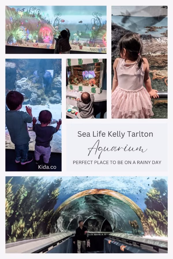 Things To Do in Auckland on a Rainy Day Sea Life Aquarium