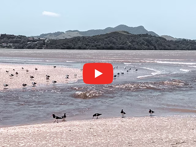 Things To Do in Coromandel Must-Do Attractions Beaches Birds Kids Travel Family Vlog Kida