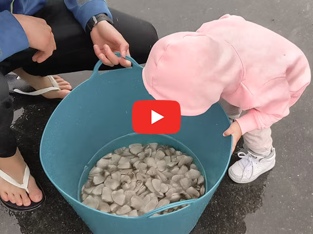 PYO Pipis at Whangapoua Beach Family Vlog
