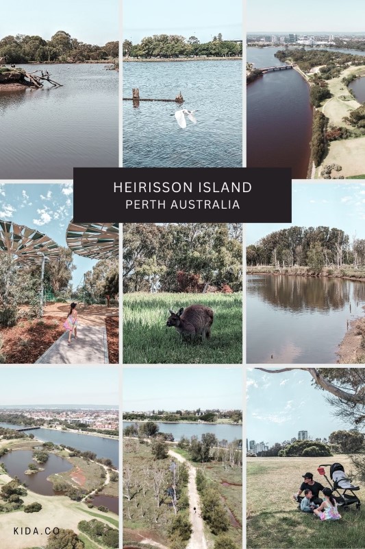 Heirisson Island Kangaroo Perth Australia