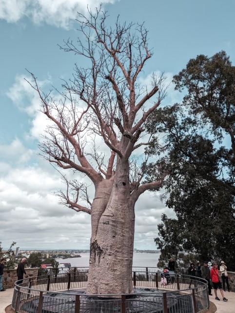 Giant Boab Tree Kings Park Botanic Garden Perth Things To Do Travel Guide