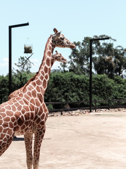 Giraffe Zoo Australia Wildlife Animal Encounter