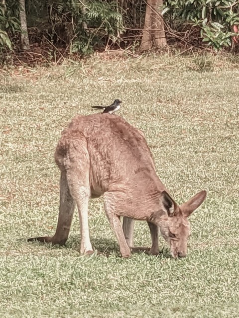 adorable wagtail bird standing on top of a Kangaroo in Australia