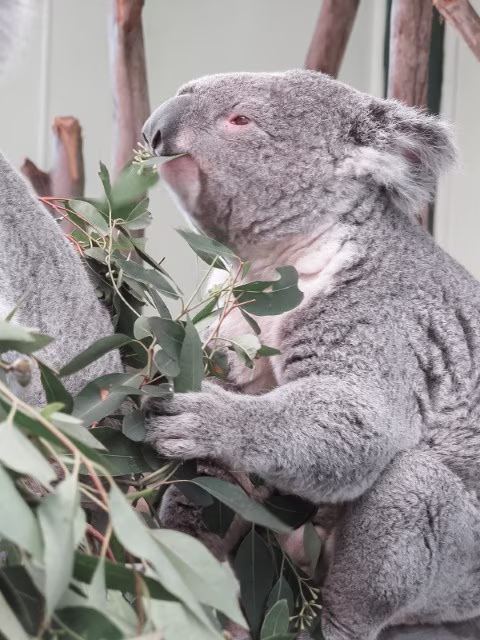 Koala Wildlife Park Australia Travel Blog Kida