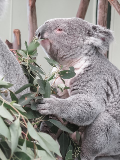 Koala-Wildlife-Park-Australia-Travel-Blog-Kida