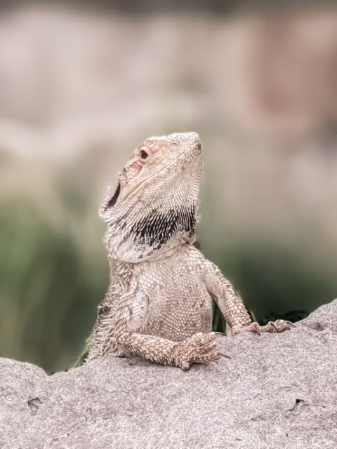 Lizards Reptile Park Australia Native Wildlife Travel Blog Kida