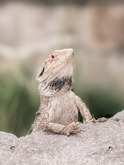Lizards-Reptile-Park Australia