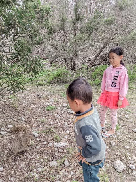 Rottnest Island quokka encounter with kids Perth WA Australia