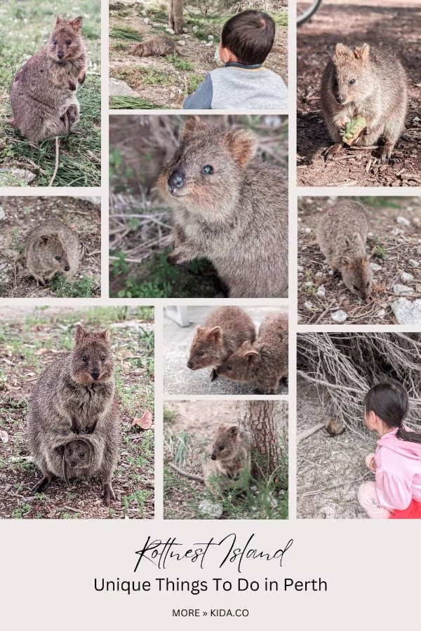 Things To Do in Perth Quokka Rottnest Island Australia Kids Family Travel Guide Kida Featured