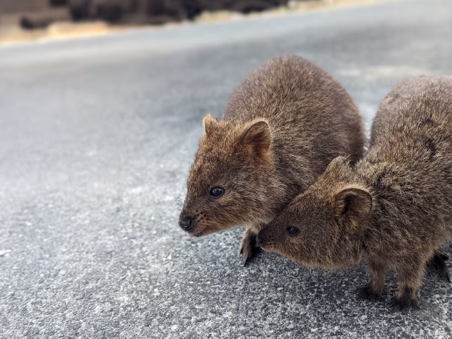 Perth Best Wildlife Experiences Top Things To Do Complete Travel Guide
