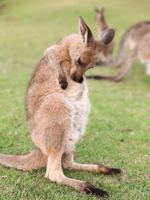 Perth Wildlife Kangaroo Animal Encounter Experience Family Travel Guide