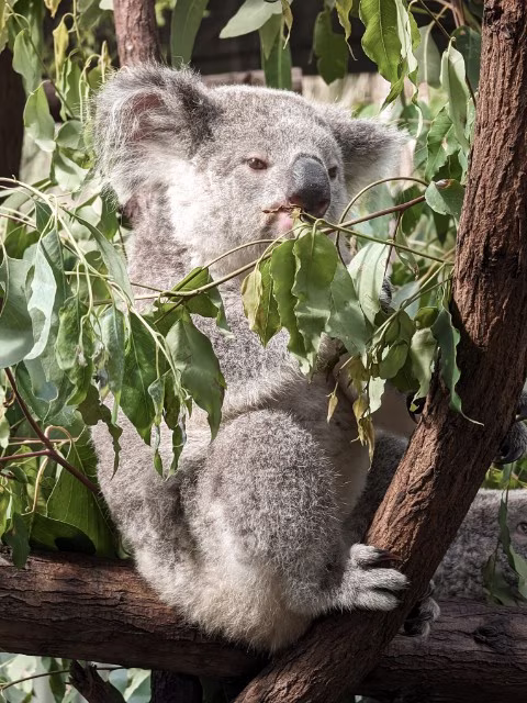 Perth Wildlife Koala Animal Encounter Experience Family Travel Guide