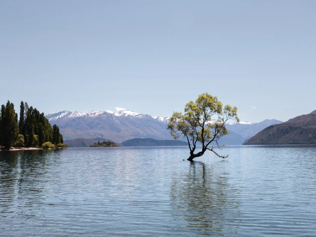 Wanaka tree South Island New Zealand travel guide itinerary cover