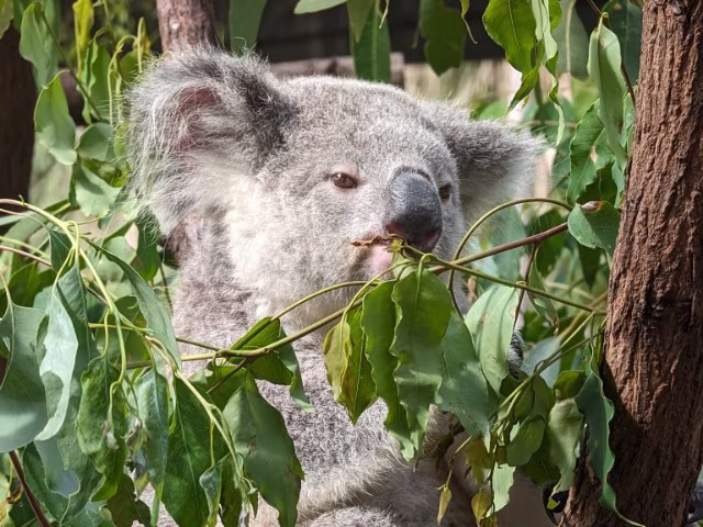 Port Stephens Koala Sanctuary