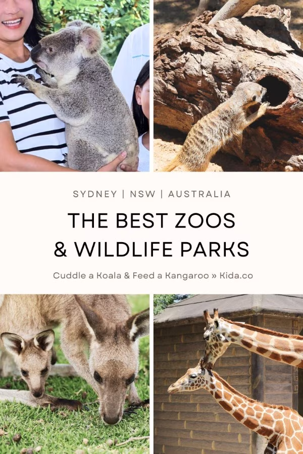where to see koalas and kangaroos zoos wildlife parks in sydney nsw australia native animals featured