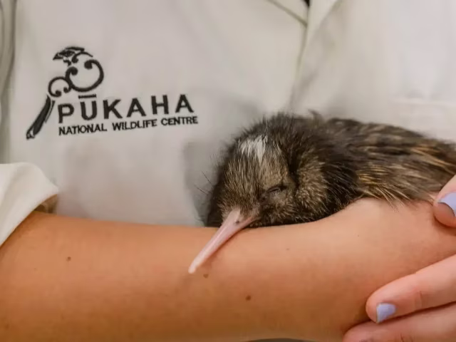 pukaha mount bruce national wildlife centre